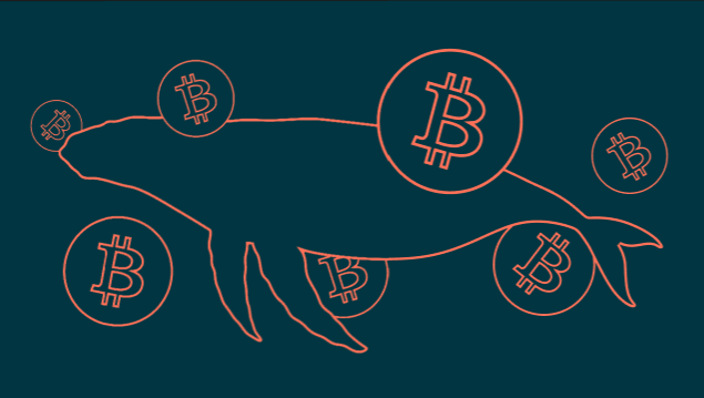 Whales Are Buying While Retail Runs: Inside Bitcoin's Coldcard Confidence Crisis